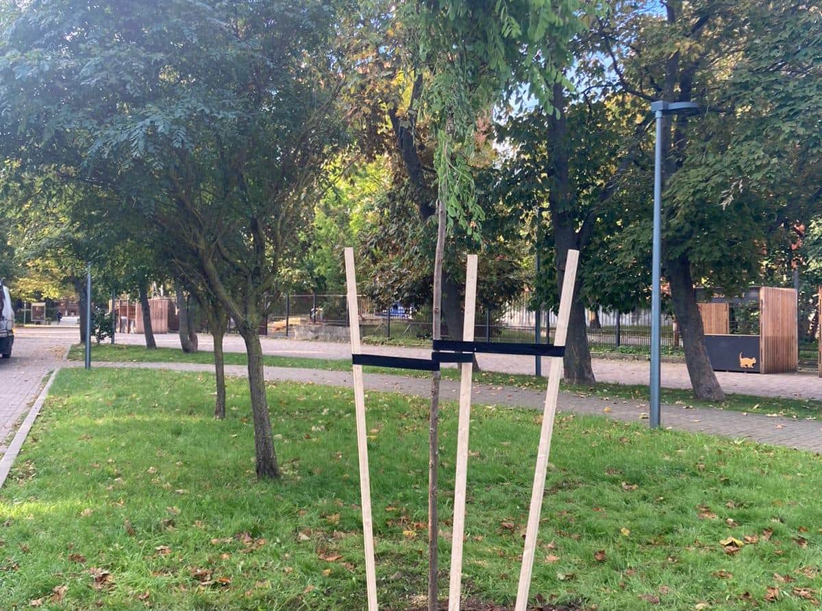 В Зеленоградске высадили робинии